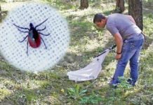 Способы борьбы с клещами