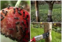 Способы защиты плодовых деревьев от насекомых