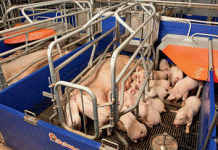 Как выбрать оборудование для свинокомплекса?