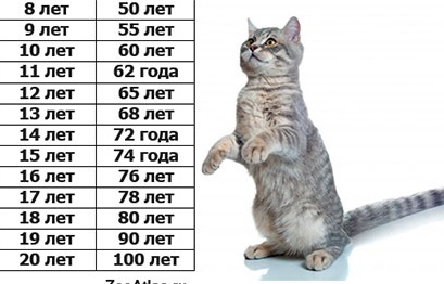 Сколько кошачьих лет по человеческим меркам. Сколько лет коту по кошачьему таблица. Годы кота по человеческим меркам таблицы. Кошачьи года по человеческим меркам. Кошачьи года.