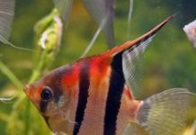 Популярные аквариумные рыбки