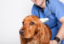 В каких случаях необходимо обращаться к ветеринару?