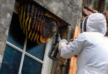 Как убрать гнездо ос в Краснодаре безопасно?