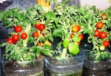 Можно ли вырастить помидоры на балконе