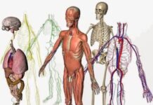 Анатомия человека: системы организма