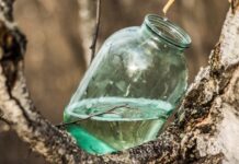 Польза березового сока