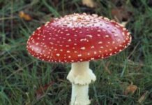 Лечение красным мухомором: полезные свойства гриба