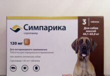 Симпарика: защита питомца от блох