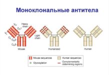 Что такое моноклональные антитела?