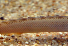 Как подобрать рынок для пресноводного аквариума?