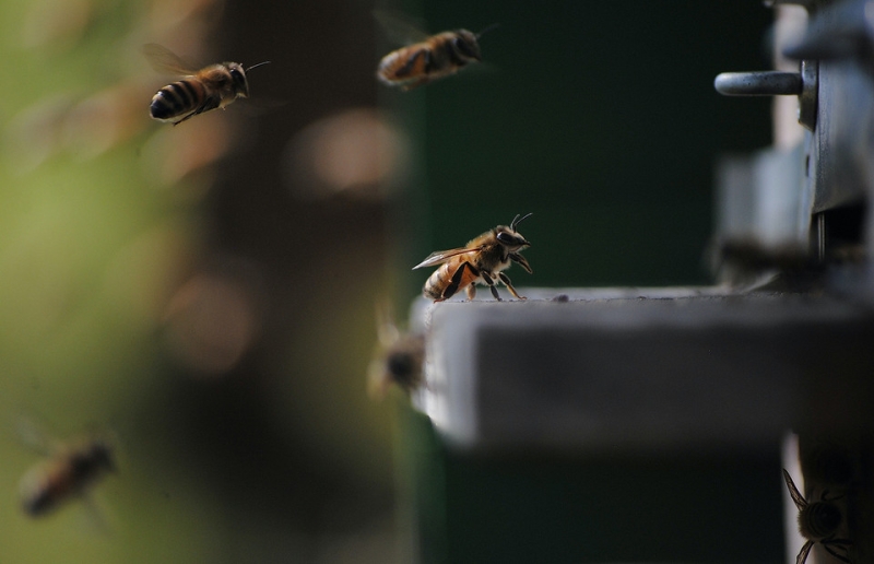 Укус пчелы: как избежать и первая помощь, если это случилось