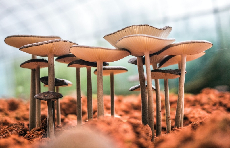 Отравление грибами: как избежать и что делать, если это все же случилось