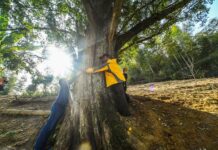 Секреты Цзинлуо: Китай охватила мания «крокодильего ползанья» и «обнимашек» с деревьями