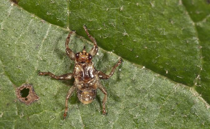 Клещь, блоха, вошь и муха с огромными глазами: Августовские вампиры выходят на охоту